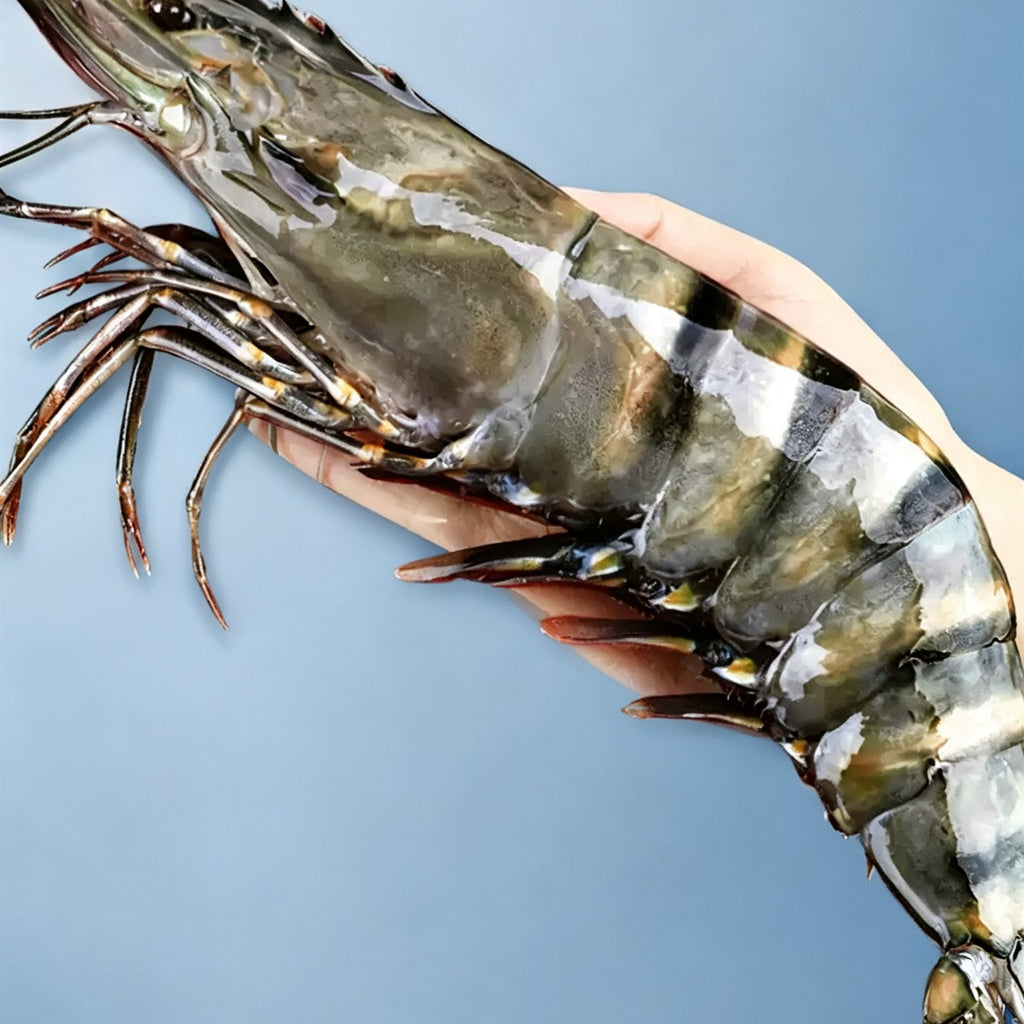 Frozen Giant Black Tiger Prawns